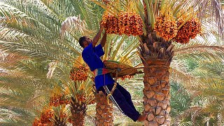 Bilhões De Tâmaras São Colhidas Pelos Agricultores Desta Forma  Agricultura [upl. by Merla683]