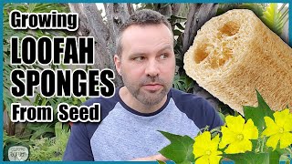 How to Grow Luffa  Loofah Sponges From Seed [upl. by Akimrej]