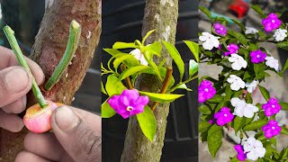 Unique Techniques How To Grow Brunfelsia Pauciflora plant In Bougainvillea Branch  Grafting system [upl. by Yntirb]