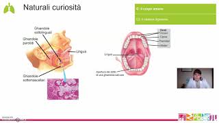 C2 Il corpo umano  Il sistema digerente [upl. by Irtimid923]