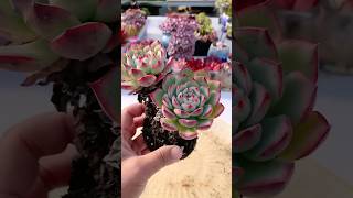 Useful tips for your succulents 多肉植物  다육이들  Suculentas plants [upl. by Parthenia]