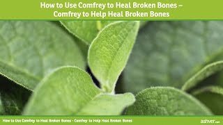 How to Use Comfrey to Heal Broken Bones  Comfrey to Help Heal Broken Bones [upl. by Sinoda]