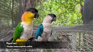 Blue Caique  Pionites melanocephala pallida  pyaf net HD 720p [upl. by Larissa]