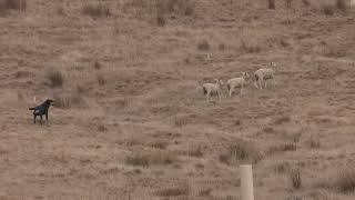 Tasman  Marlborough sheep dog trials Zig Zag Hunt 2 [upl. by Notla334]