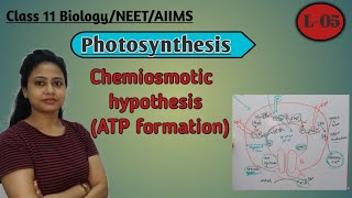 Ch13 Photosynthesis L05  Chemiosmotic hypothesis  ATP formation  Class 11 BiologyNEETAIIMS [upl. by Tema]