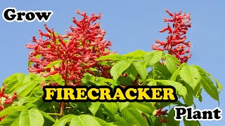 how to grow Firecracker Plant  Russelia Equisetiformis [upl. by Nerret]