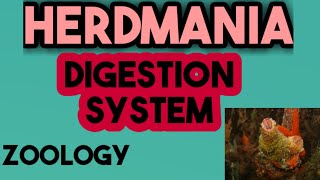 herdmania digestion system in hindi  हेर्डमानिया का पाचन तंत्र  digestioninherdmania [upl. by Rudiger]