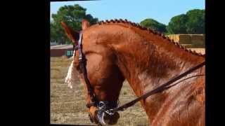 Aire Vaquero Caballo trenzado con castañetas [upl. by Bigford592]