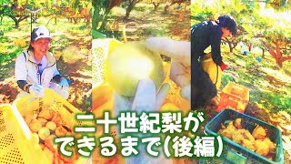 【鳥取県民でも意外と知らない】二十世紀梨ができるまで【後編】 [upl. by Dalt]