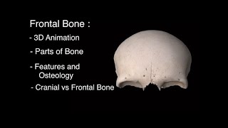 Frontal Bone anatomy 3D Frontal bone of skull anatomy notes parts features and osteology [upl. by Enived]