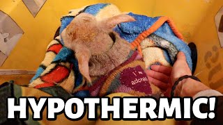 I almost lost him winter lambing 2023s first case of hypothermia  Vlog 749 [upl. by Terena]