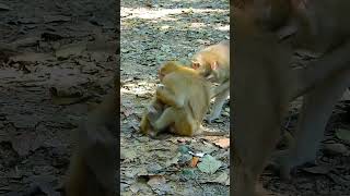 Best Clip Of Adorable Monkey Daily Lovely Monkey Tries To Stop Monkey Touch Lexi [upl. by Sladen]