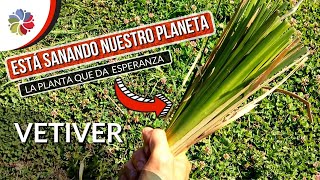 🌱 La PLANTA de la ESPERANZA  VETIVER  Está REPARANDO el daño que le hacemos al PLANETA  1000 Usos [upl. by Swor6]