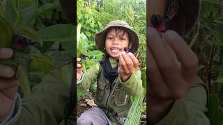 Buah berry kalimantan [upl. by Aylward]