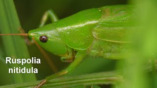 Ruspolia nitidula  Große Schiefkopfschrecke  Large Conehead [upl. by Faulkner]