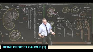 Anatomie des reins droit et gauche 1 Abdomen 9 [upl. by Nenerb]