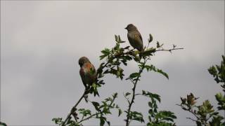 Linnet Carduelis cannabina [upl. by Ellenoj394]