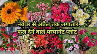 नवम्बर से अप्रैल तक लगातार फूल देने वाले परमानेंट प्लांट winter flowering plants gardening [upl. by Alexei]