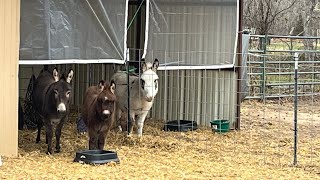 Winter with miniature donkeys Part 1 [upl. by Germann]