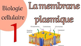 La membrane plasmique Partie 1 snv biologie usthb ummto L1 [upl. by Rachael]