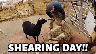 SHEARING DAY and someone has a crush on Charlie  Vlog 764 [upl. by Anircam]