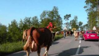 Transhumance vaches à Saint Cergues [upl. by Auliffe]