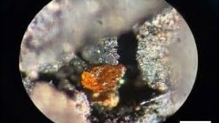 Groundbreaking Amber Discovery in Antarctica [upl. by Nizam443]