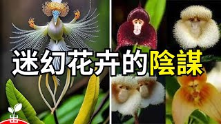 为什么這些花會思考？揭秘植物界的“謀略家”們！【出類拔萃】 [upl. by Ellett]