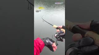 【AREA TROUT FISHING】 20241018 Part32 [upl. by Anovad]