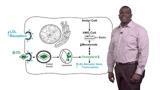 Russell DeBoseBoyd UTSW 1 Feedback Regulation of HMG CoA Reductase [upl. by Eissed841]