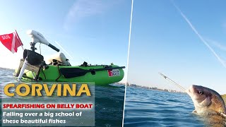 BELLY BOAT SPEARFISHING GREAT CORVINA WITH PATHOS SNIPER ROLLER [upl. by Jollanta431]