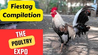 Fiestag Compilation  Poultry Expo [upl. by Elicec963]