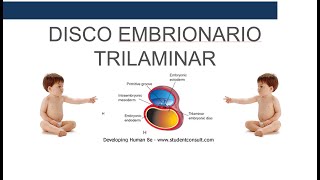 Disco Germinativo Trilaminar [upl. by Ermin]