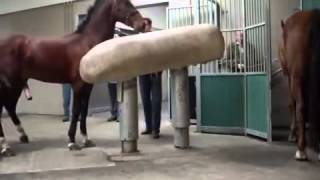 Mating Horses Breeding  HORSE MATING Donating Sperm MIX [upl. by Hanas]