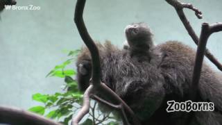 Bolivian Gray Titi Monkey Born at WCS’s Bronx Zoo [upl. by Alrich]