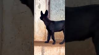 Belgian Malinois 🐕 youtubeshorts puppy [upl. by Lanos780]