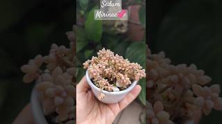 Sedum Mirinae💞unshortunamaceta [upl. by Silber]