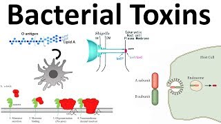 bacterial toxins Endotoxin and Exotoxins [upl. by Eelanna712]