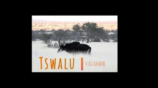 Tswalu Kalahari [upl. by Lesde]