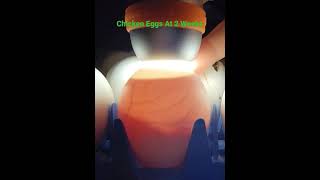 candling chicken eggs after 2 weeks incubation [upl. by Koetke]