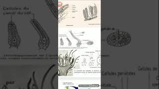 Les cormophytes  reproduction et cycles biologiques Bryophytes [upl. by Zelazny917]