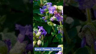 Mesmerised by the beauty of this valley lonavala karvi flowerfestival maharashtra [upl. by Sheelagh]