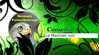 Conseils  Le Martinet noir [upl. by Whitehurst209]