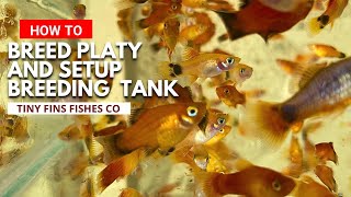 How to breed Platy fish  Complete Guide  Quick amp Easy Setup [upl. by Aitrop]