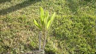 Tropical Fruit Trees  Magana Mamey Sapote  Part 1 [upl. by Eitsirhc]