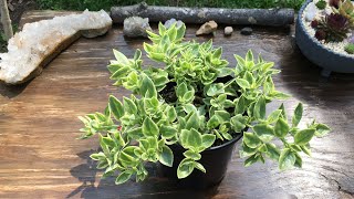 Growing and Propagating Dorotheanthus Bellidiformis MEZOO Trailing Red Succulent Plant Care 2021 [upl. by Rehpinej]