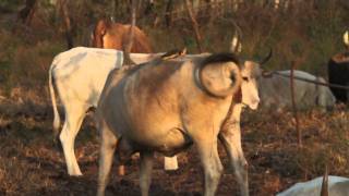 Oxpecker Kartong Gambia [upl. by Nosiram]