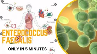 enterococcus microbiology lecture enterococcus faecalis Easy Microbiology [upl. by Inalawi910]