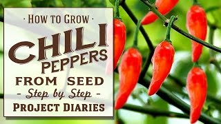 ★ How to Grow Chili Peppers from Seed A Complete Step by Step Guide [upl. by Pauly]