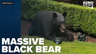 Bothell neighbors mesmerized by black bear munching on birdseed in backyard [upl. by Mundford]